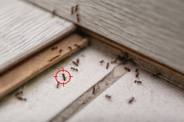 Best Local Pest Control Services  in Ivey, GA